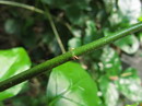 Jasminum Sambac